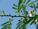 acacia flowers, blossom, bloom