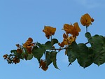 bougainvillea, yellow, orange