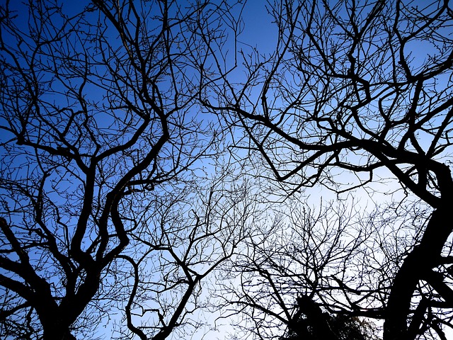 Free Plum Sky photo and picture