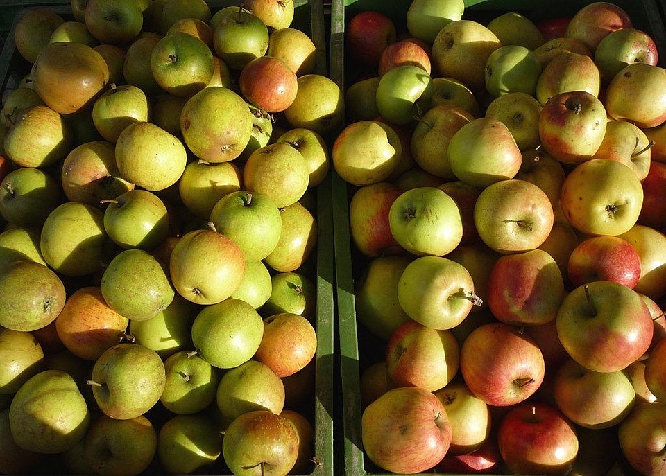 Apple Fruit Vitamins · Free photo on Pixabay