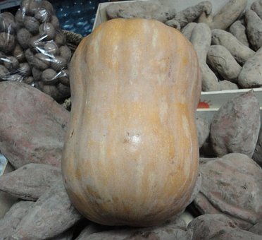 Free Pumpkin Varieties Of Pumpkins photo and picture