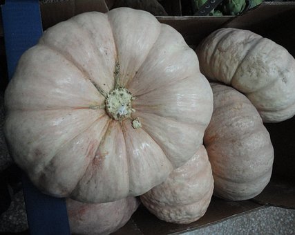 Free Pumpkin Varieties photo and picture