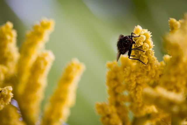 Free Fly Macro photo and picture