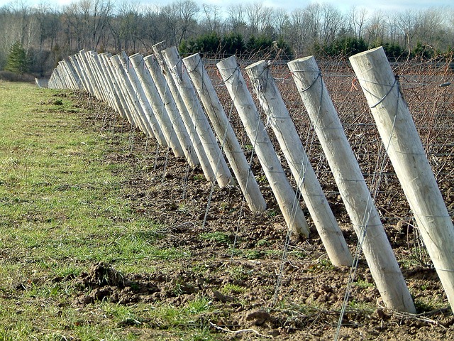 Free Vineyard Agriculture photo and picture