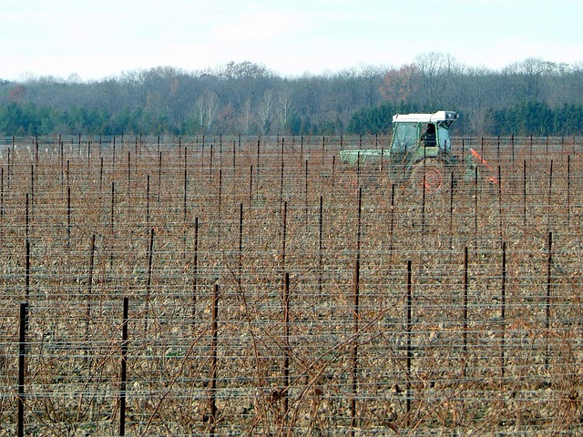 Free Vineyard Agriculture photo and picture