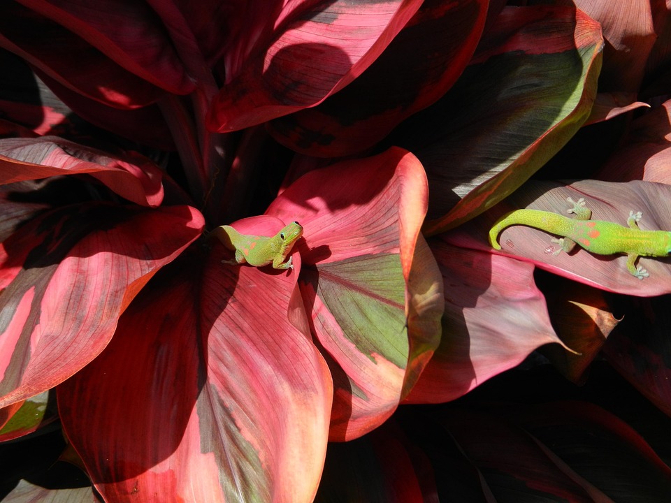 Free photo Lizard, Gecko, Plant, Hawaii Free Image on Pixabay 74668