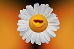 marguerite, leucanthemum, composites