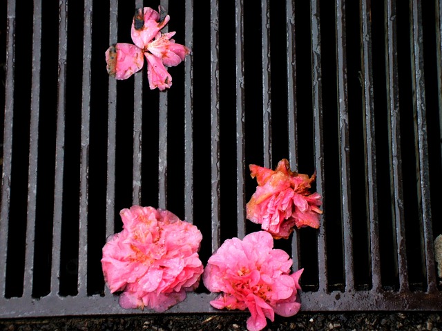 Free Flowers Urban photo and picture
