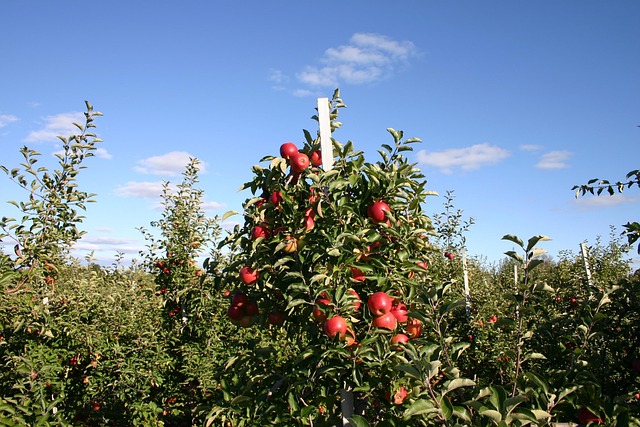 Free Apple Orchard photo and picture
