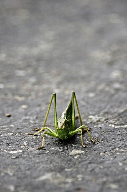 Free Grasshopper Insect photo and picture