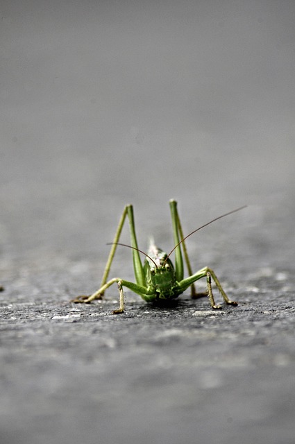 Free Grasshopper Desert Locust photo and picture