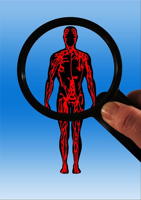 Free body blood circulation aterien illustration
