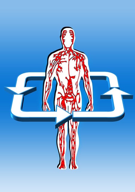 Free body blood circulation aterien illustration
