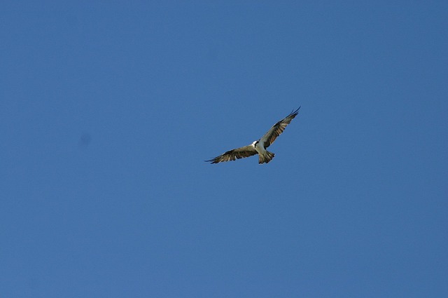 鷹 猛禽類 青い空 - Pixabayの無料写真