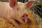 pig, full grown, farm