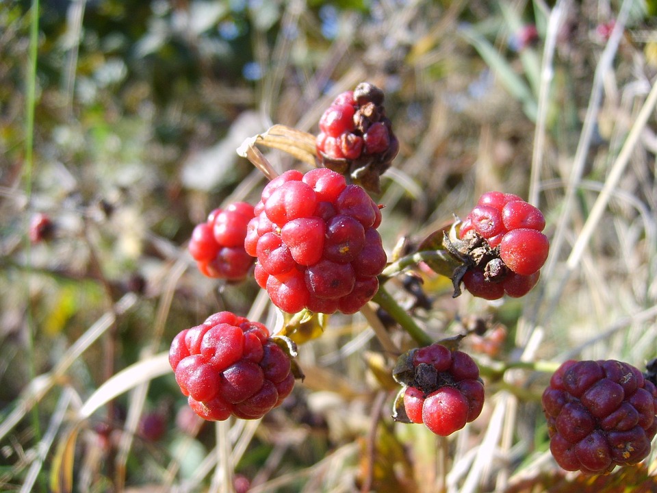 Blackberry Fruits Of The Forest · Free photo on Pixabay
