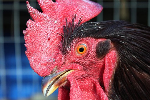 Download 850 Gambar Animasi Ayam Sabung HD Gratis Download 850 Gambar Animasi Ayam Sabung HD Gratis