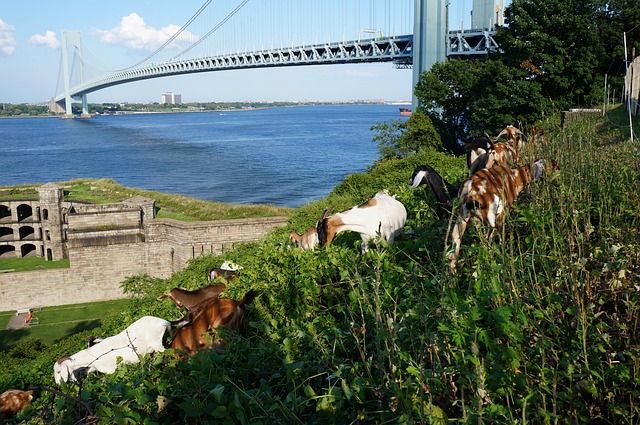 Free Bridge Goats photo and picture