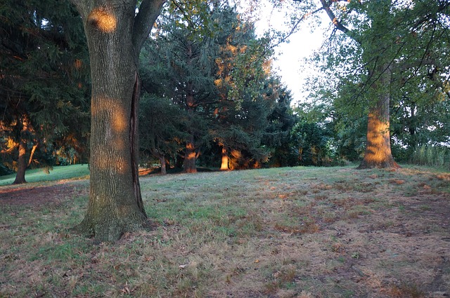 Free Forest Trees photo and picture