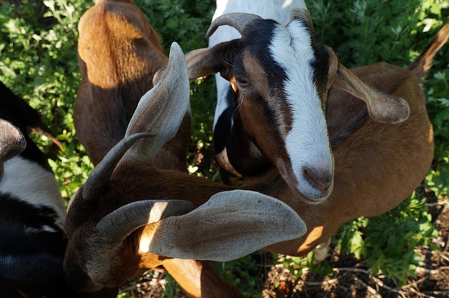 Free Goats Animals photo and picture