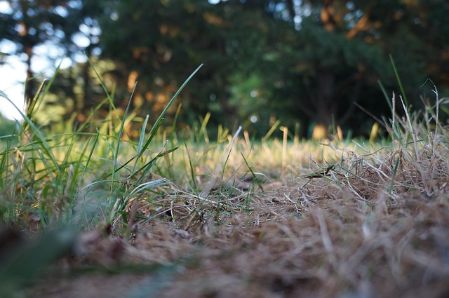 Free Grass Park photo and picture