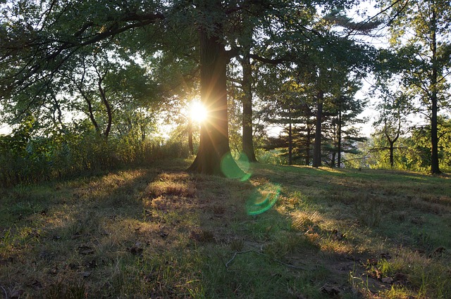 Free Sunset Trees photo and picture