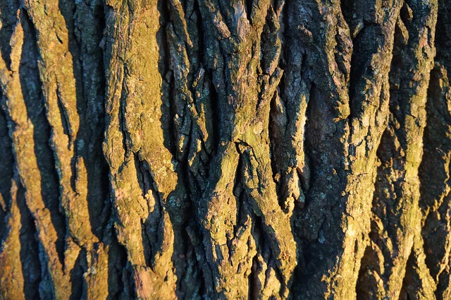 Free Trees Hd Wallpaper photo and picture