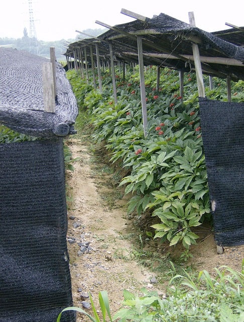 Free Ginseng Agriculture photo and picture