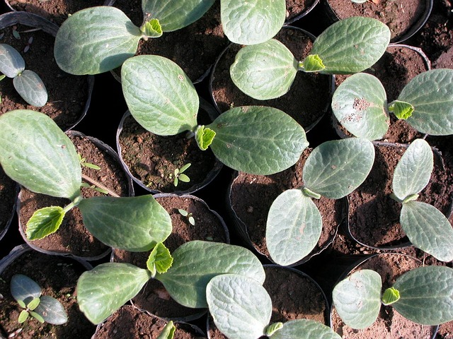 Free Organic Seedlings photo and picture