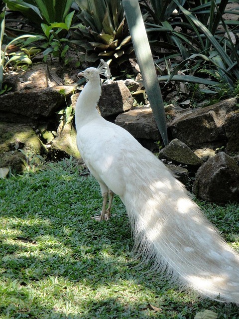 Free Peacock White photo and picture