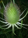 teasel, teazel, dipsacus