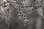 osier, twig, nature