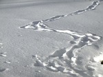 snowy, winter, ground