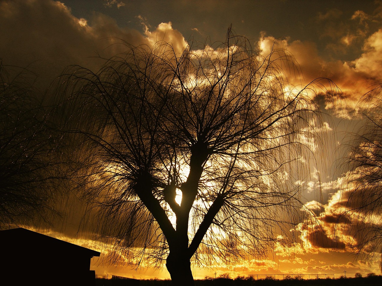 sun, lake, downfall, sunset, water, reflection, the atmosphere, mood, eve, grass, grasses, reed, tree, blatter, bush, trees, bushes, hedge, fall, heaven, nature, fog, outback, shrub, forest, sun, downfall, downfall, downfall, bush, bush, bush, bushes, bushes, outback, outback, outback, outback, outback