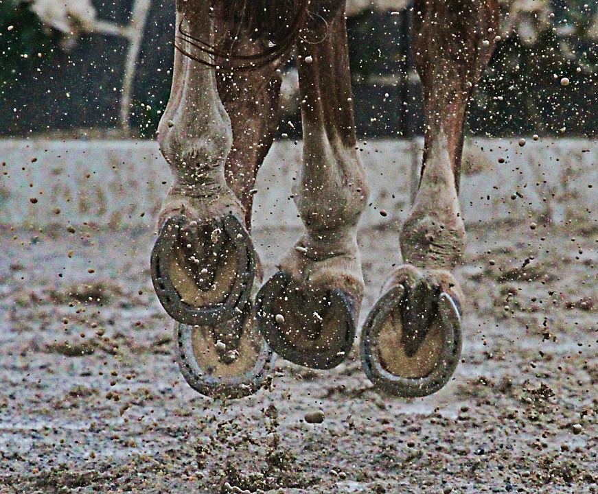 Free photo Horse, Hooves, Mud, Animal, Sport Free Image on Pixabay