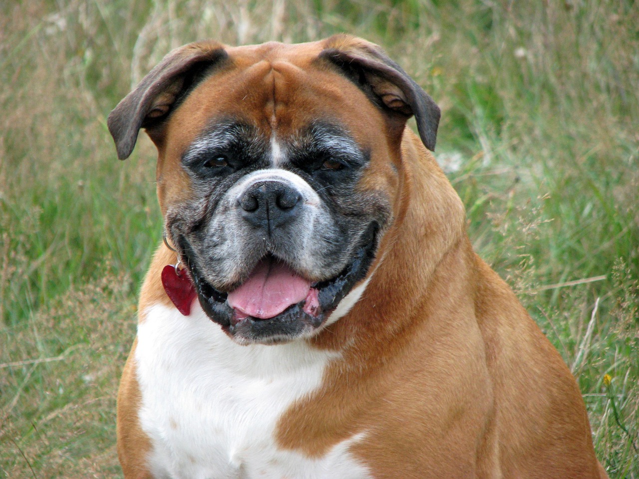 Boxer Hund Haustier Kostenloses Foto Auf Pixabay