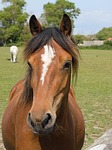 horse, pony, horse head