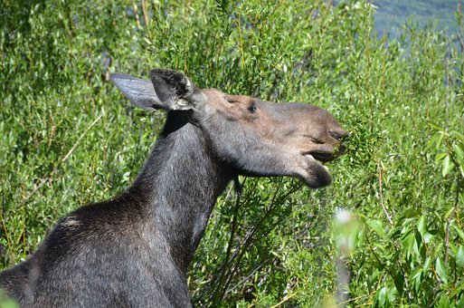 Free Moose Mother photo and picture