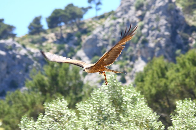 Free Raptor Birds Of Prey photo and picture