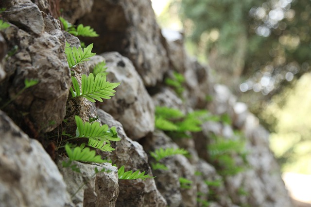 Free Wall Leaves photo and picture