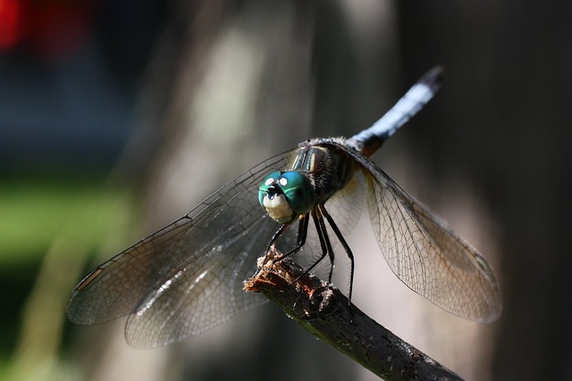 Free Animal Dragonfly photo and picture