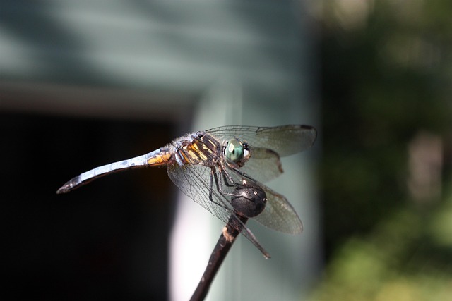 Free Animal Dragonfly photo and picture