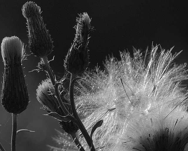Free Flower Wild Flower photo and picture