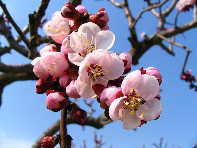 Free Blossom Pink photo and picture