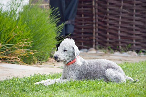 How to Groom a Bedlington Terriers