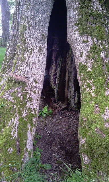 Free Tree Hollow photo and picture