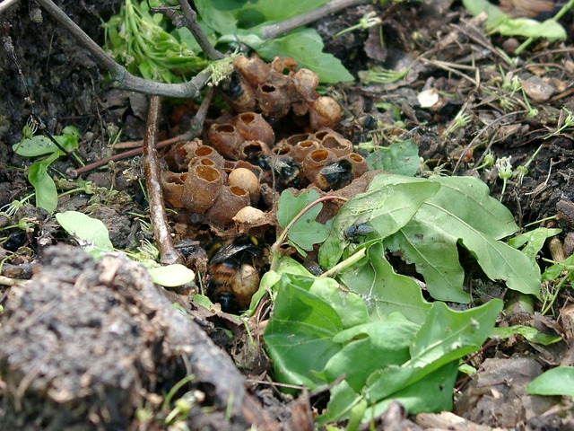 Free Bumble Nest photo and picture