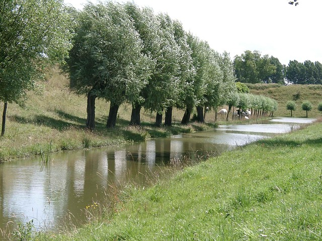 Free Nature Trees photo and picture