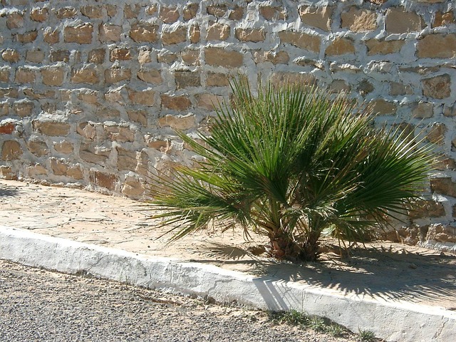 Free Palm Tree Wall photo and picture
