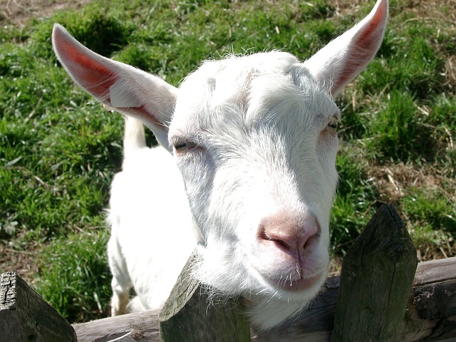 Free Goat Nature photo and picture
